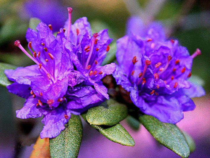 紫蓝杜鹃