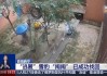 出逃雪豹“闹闹”被成功救回，搜寻过程曝光