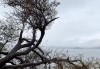 大理网红“歪脖子树”疑遭恶意锯断，当地回应